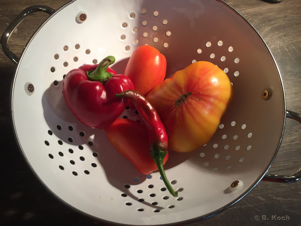tomate_paprika_chili-hochbeet