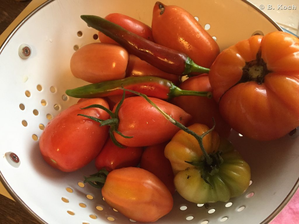letzte-tomatenernte
